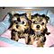 Sweet-t-cup-yorkie-puppies-available-now-for-free