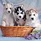 Cute-akc-siberian-husky-puppies-for-new-home-at-christmas