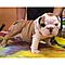 Trained-akc-registered-male-and-female-english-bulldog-puppies