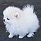 Beautiful-quality-teacup-and-toy-pomeranian-puppies-for-adoption