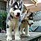 Charming-siberian-husky-puppy-for-sale-contact-us-for-more-information-lunsam12-blumail-org