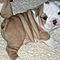 Excellent-english-bulldog-puppies-for-adoption