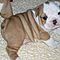 Male-and-female-english-bulldog-puppies-available